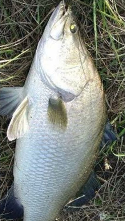 hasil akhir!!! mancing kakap putih baramundi tambak Joss gandos 👍👍👍