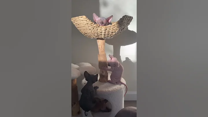 Watch the video about Nap time is his vibe.. #sphynx #cutekittens