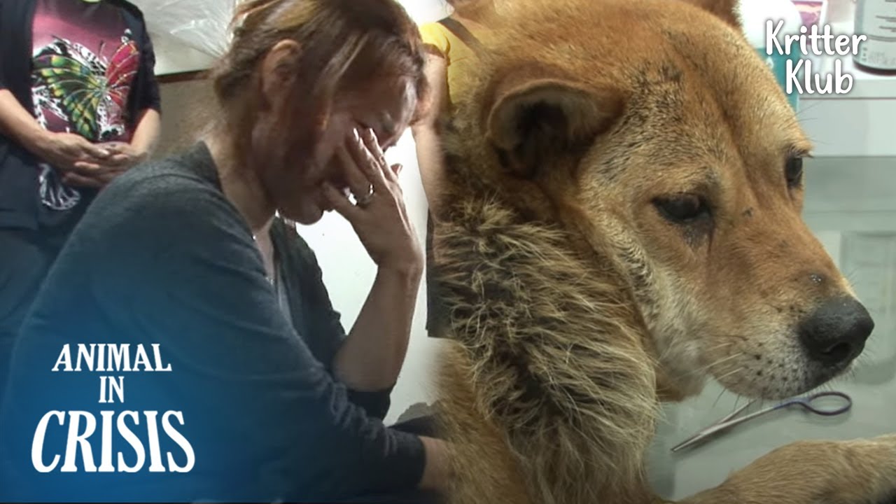 Собака не знает, что хозяин скончался, и пытается найти его следы | Животное в кризисе, эпизод 302