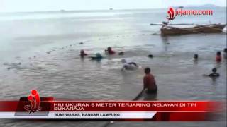 Ikan Hiu Ukuran 6 Meter Tetangkap Jaring Nelayan Di TPI Sukaraja