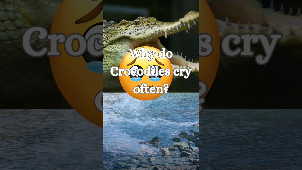 Crocodiles tears myth. Are they emotional? 