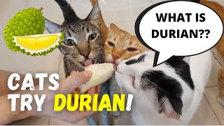 Cats Eating Durian For The First Time