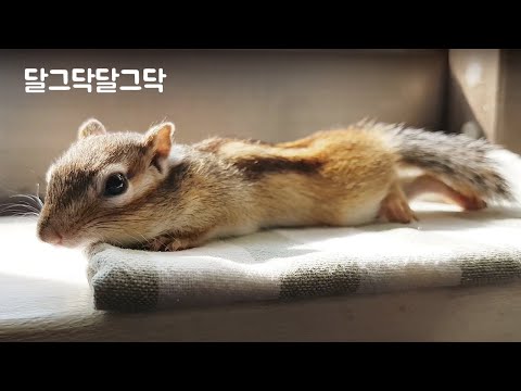 <strong>싱크대에서</strong> 요리 구경하는 다람쥐