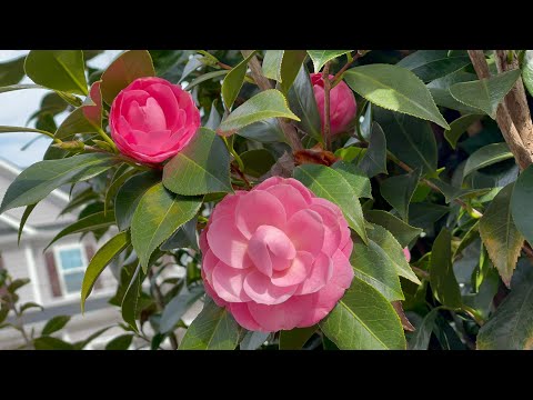Видео: Camellia цэцэглэхгүй байх шалтгаанууд: Camellia-г хэрхэн цэцэглүүлж сурах талаар