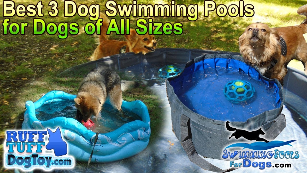 The Best 3 Dog Swimming Pools for Dogs of All Sizes Including Small Dogs