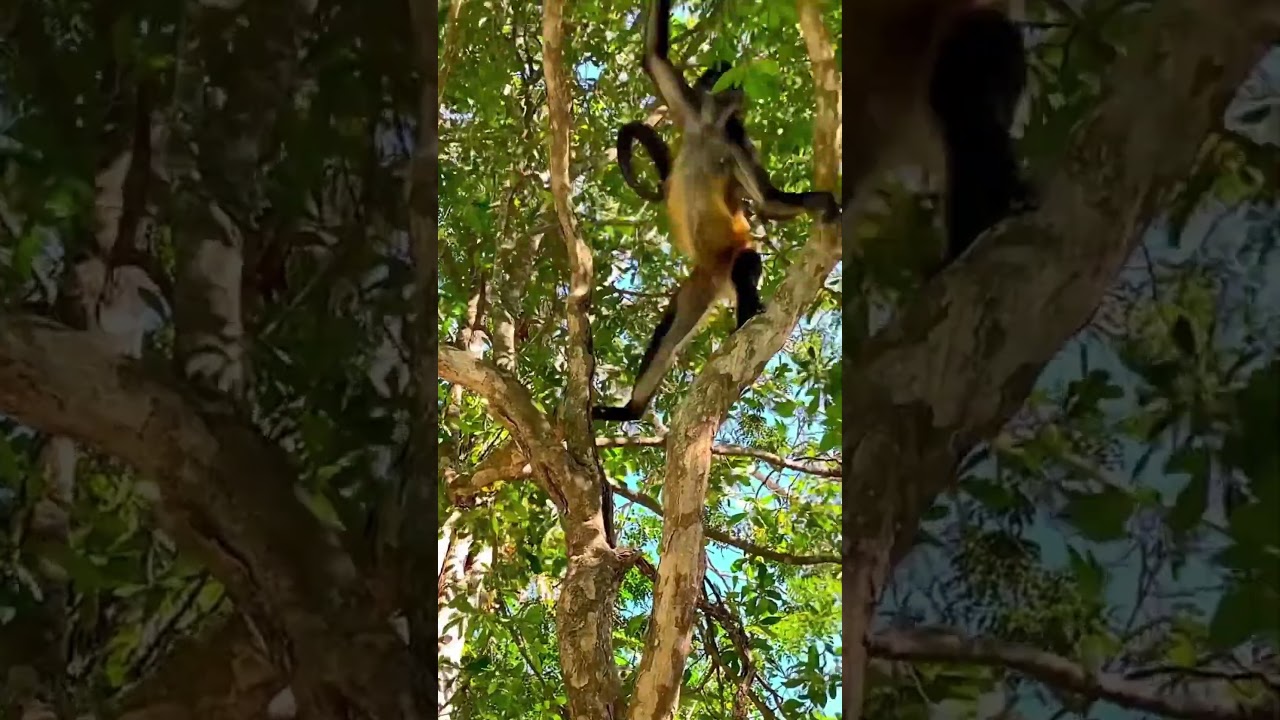 Обезьянки в мексиканской резиденции 