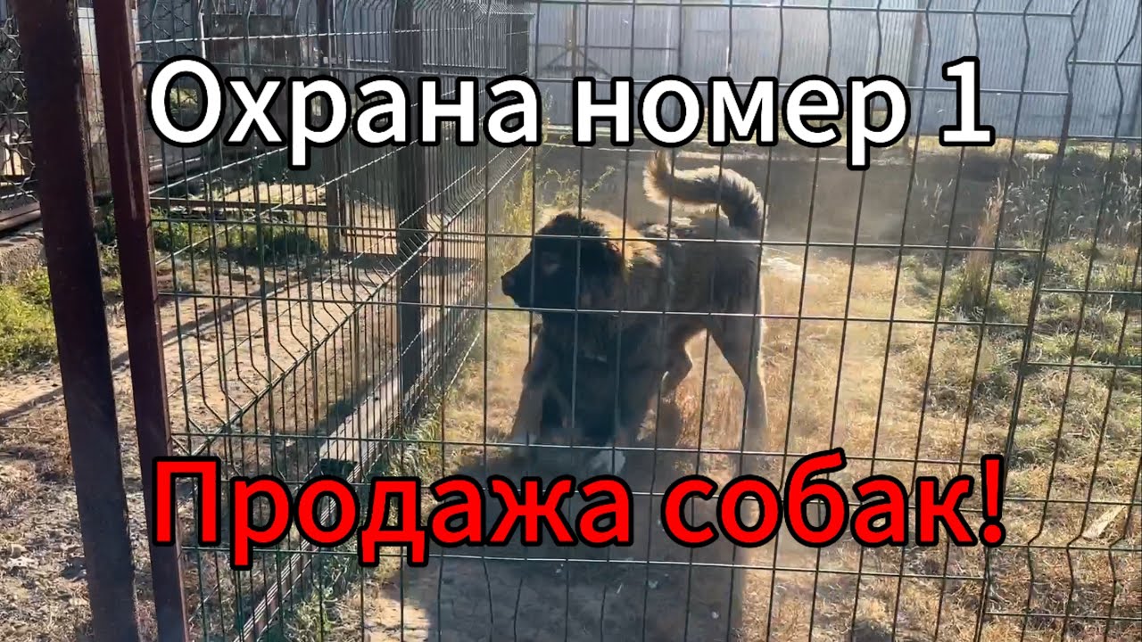 Продажа Кавказских Овчарок! Охранники номер 1 в собачем мире!🐕🔥👍