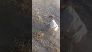 guazuncho atrapado cmo quien correr