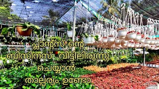 പ്ലാന്റ്സ് ബിസിനസ്   ചെയ്യാൻ താല്പര്യം ഉണ്ടോ | The biggest plant wholesale nursery in Kochi