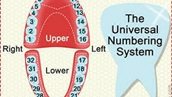 Dental Charts to Understand Tooth Numbering System 