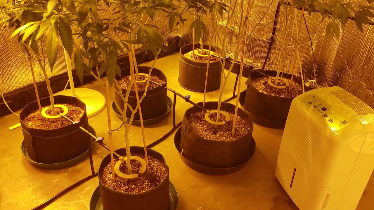 Flower update day 21