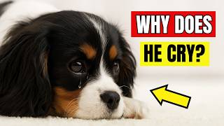 Why Do Dogs Cry?  (20 Main Reasons You Should Know)