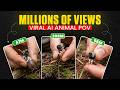 This AI Method is Quietly Taking Over YouTube Animal POV