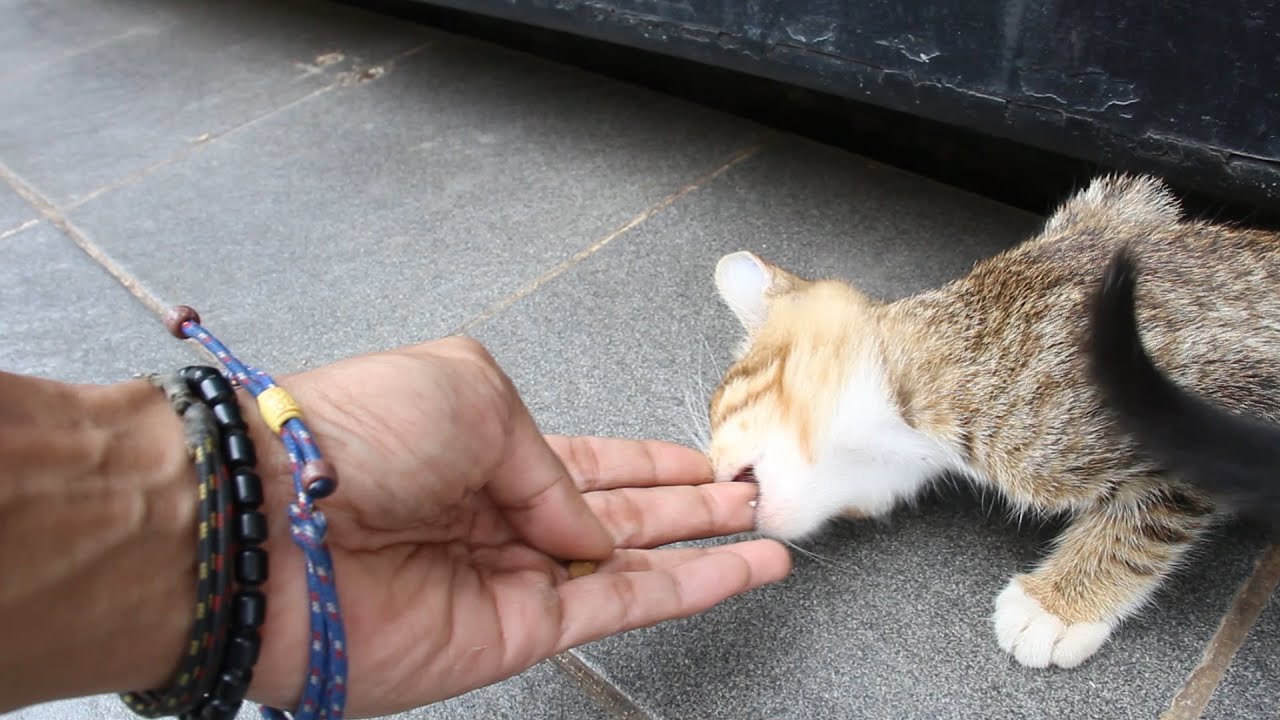 Cute kitten bites my hand while feeding YouTube