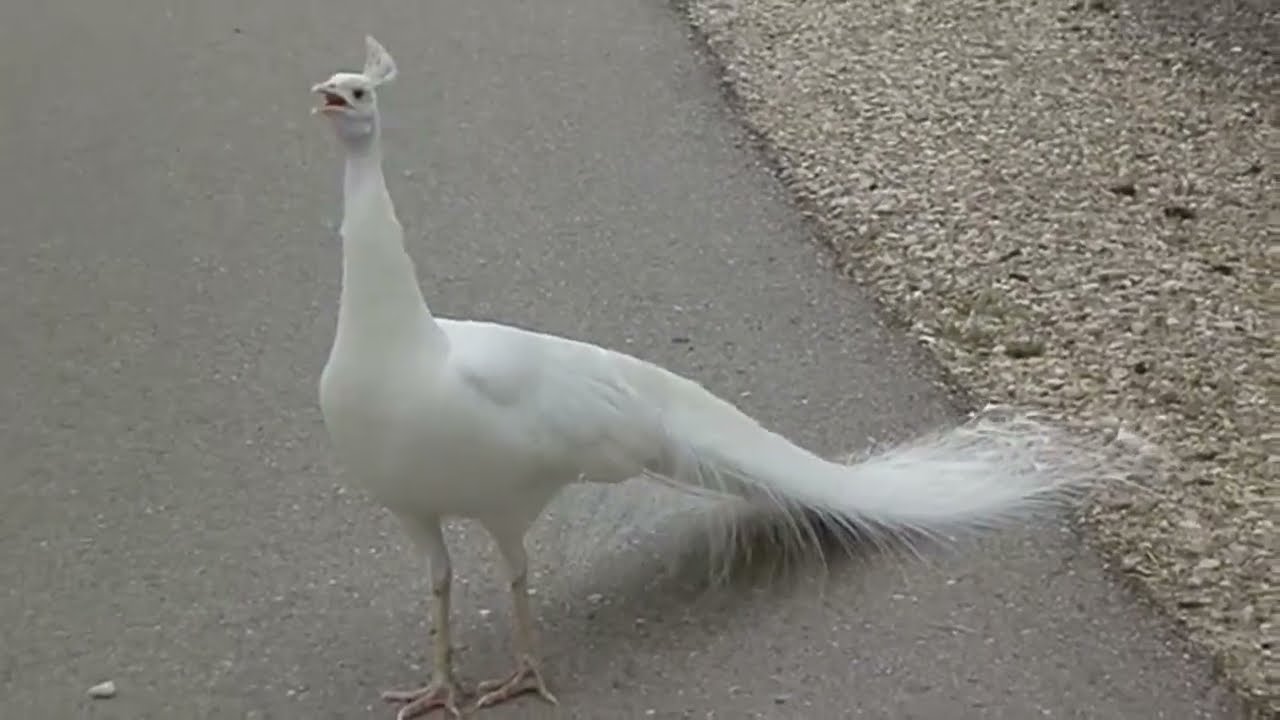 most-interesting-facts-about-peacock-in-hindi-urdu-peacock-dacomentry