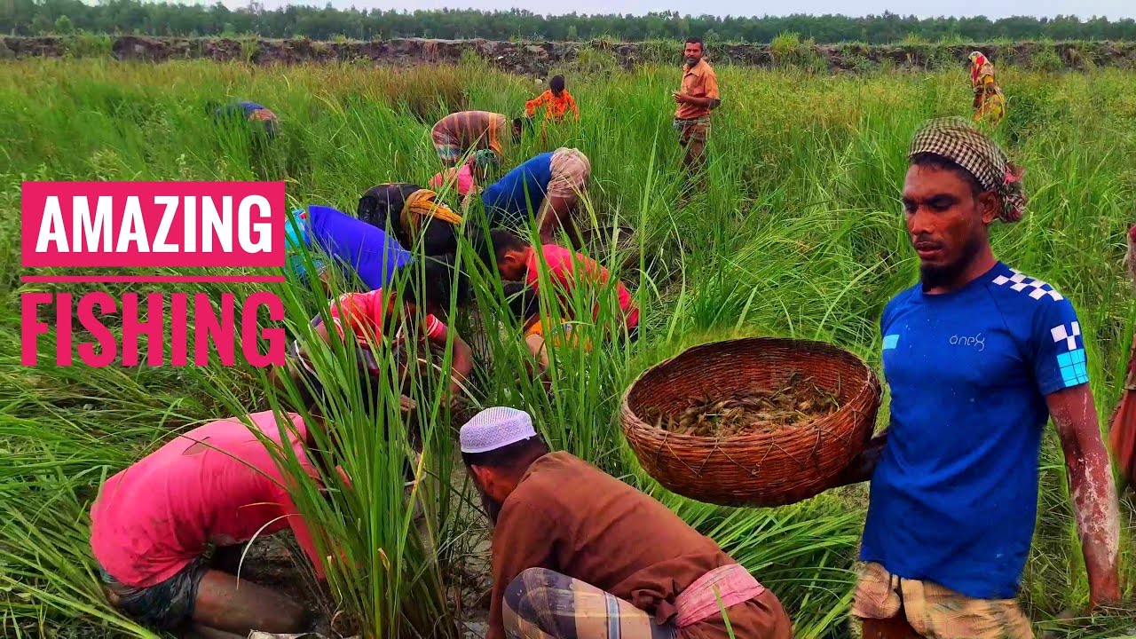 সুন্দরবনে প্রচুর চিংড়ি সাথে বাইলা মাছ।Sunderban fishing।Samim Fishing ...