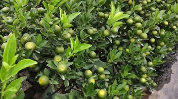 Quất cảnh tết 2026 quất lùm quất so dua các loại quất, quất bể khánh to quất lo thần tài 