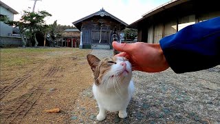 猫の島で神社に行ったら野良猫が出迎えてくれた