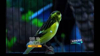 Cukup 10 Detik kenari manapun LANGSUNG nyaut dengar SUARA burung KENARI GACOR PANJANG INI