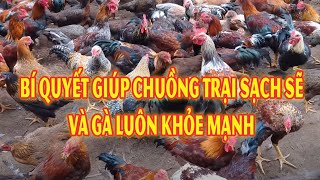 Bí quyết giúp chuồng trại sạch sẽ và gà luôn khỏe mạnh