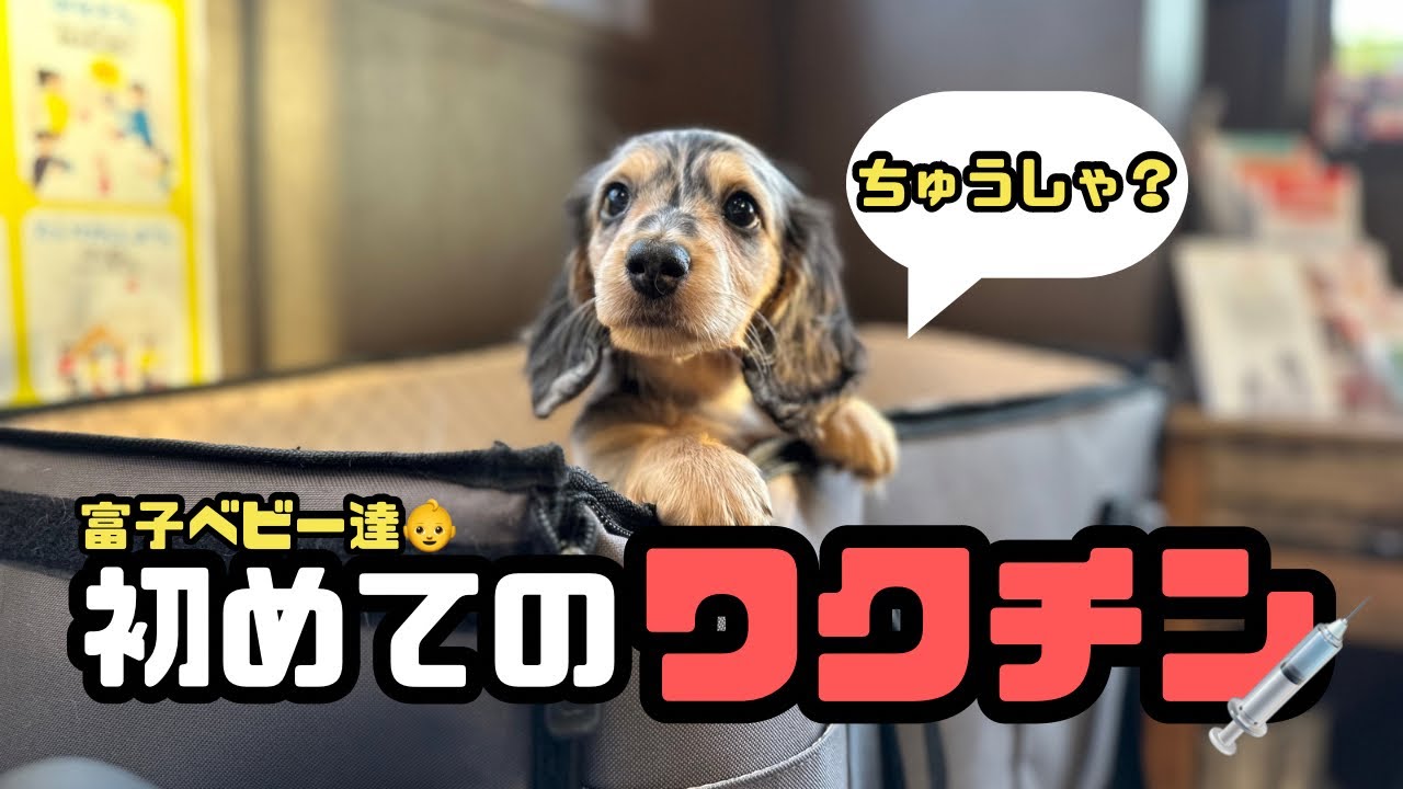 【犬７頭と暮らすおっさん】子犬達の初めてのワクチン