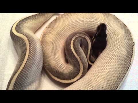 Purple Passion ball python