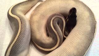 Purple Pion Ball Python