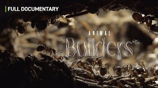 Animal Builders: The Masters of Nature's Architecture