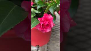 Lowescleopatra Camellia garden gardening shorts