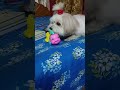 Live highlight