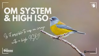Om System & High Iso - Can You Crop A High Iso Image? Om-1 & Om-1 Mark Ii