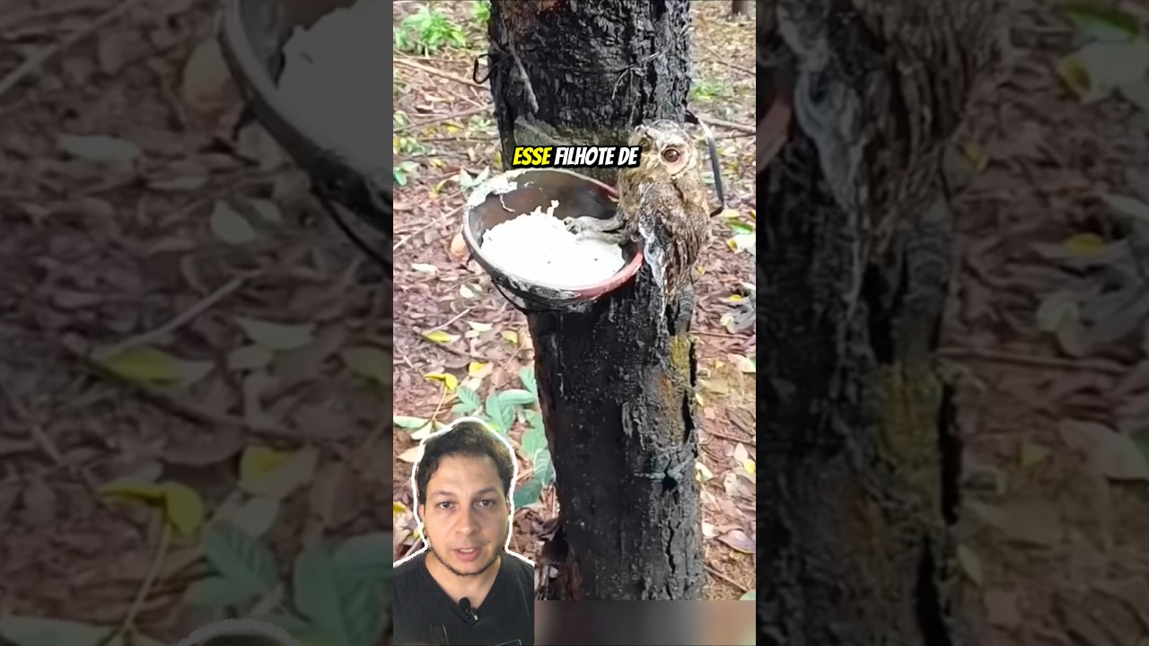 Coruja foi salva no momento exato