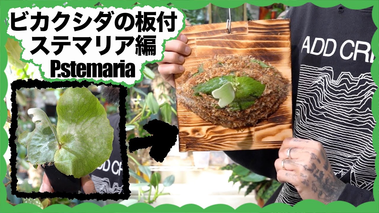ビカクシダの基本的な板付方法。コツや注意点等。株分けしたステマリア