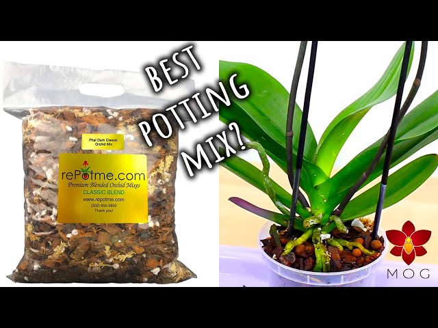 What Orchid Potting Mix is best for you? - Easy guide for beginners! |  Orchid Care for Beginners - YouTube