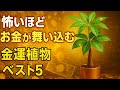 怖いほどお金が舞い込む！金運を呼ぶ観葉植物ベスト5