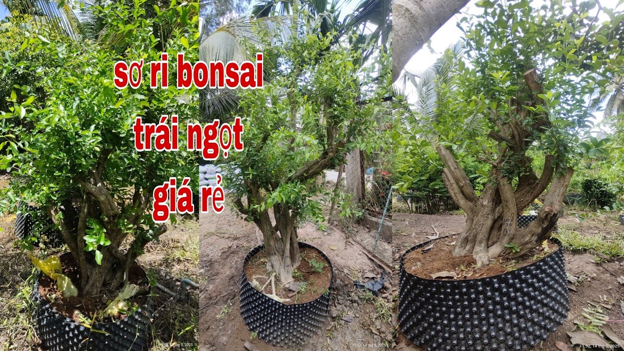 Sơ ri bonsai trái ngọt giá rẻ