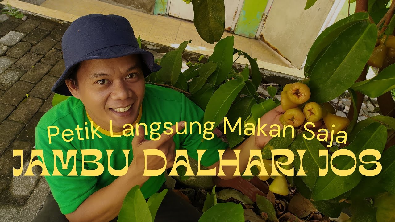 Petik Langsung Makan, Jambu Dalhari Legit Pool