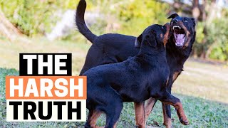 Owning a Rottweiler: The Good, The Bad, The Ugly