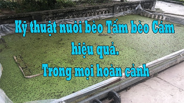 Phương thức giải quyết vấn đề thức ăn cho cá cho ốc, Bằng cách nuôi bèo Tấm bèo Cám bèo Hoa Dâu.