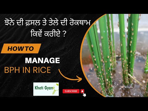 Bph In Rice ਇਸ ਤਰ੍ਹਾਂ ਕਰੋ ਭੂਰੇ ਤੇਲੇ ਦੀ ਰੋਕਥਾਮ।। BPH management in paddy।। Brown ...
