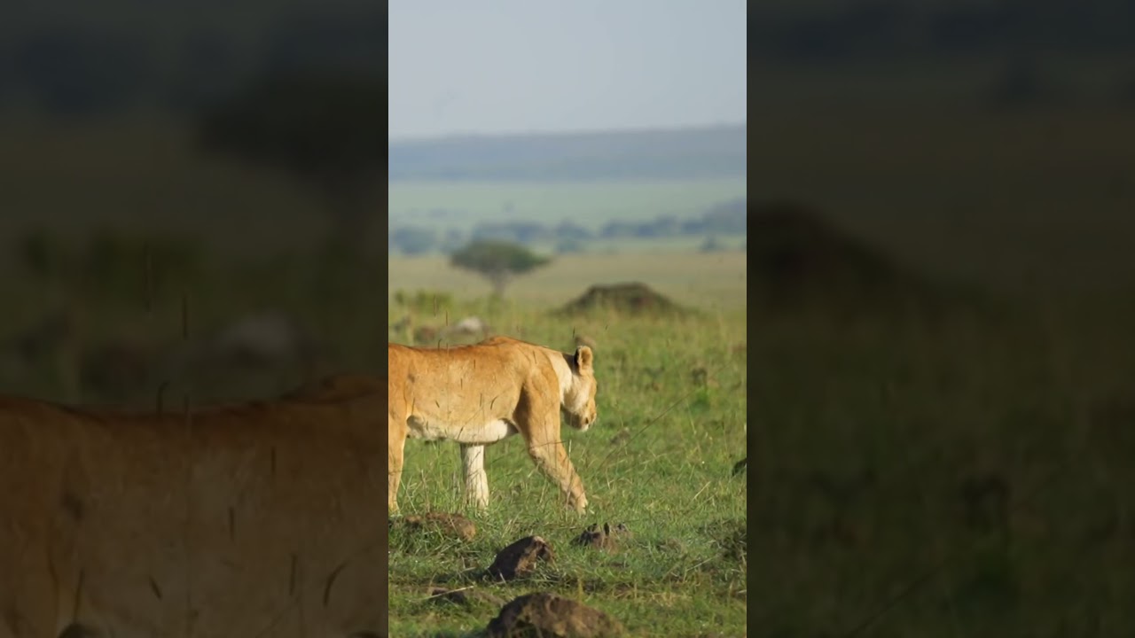 🦁 Lion Walking Past Sleeping Pride 🐾 