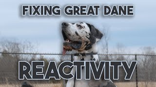 Training a FEARFUL Reactive Great Dane