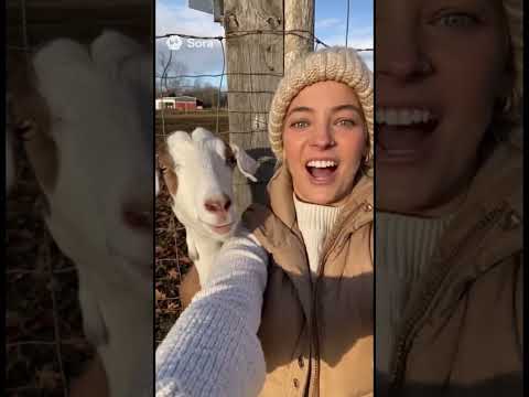 Goat Sneezes Laughs In Her Face Sora