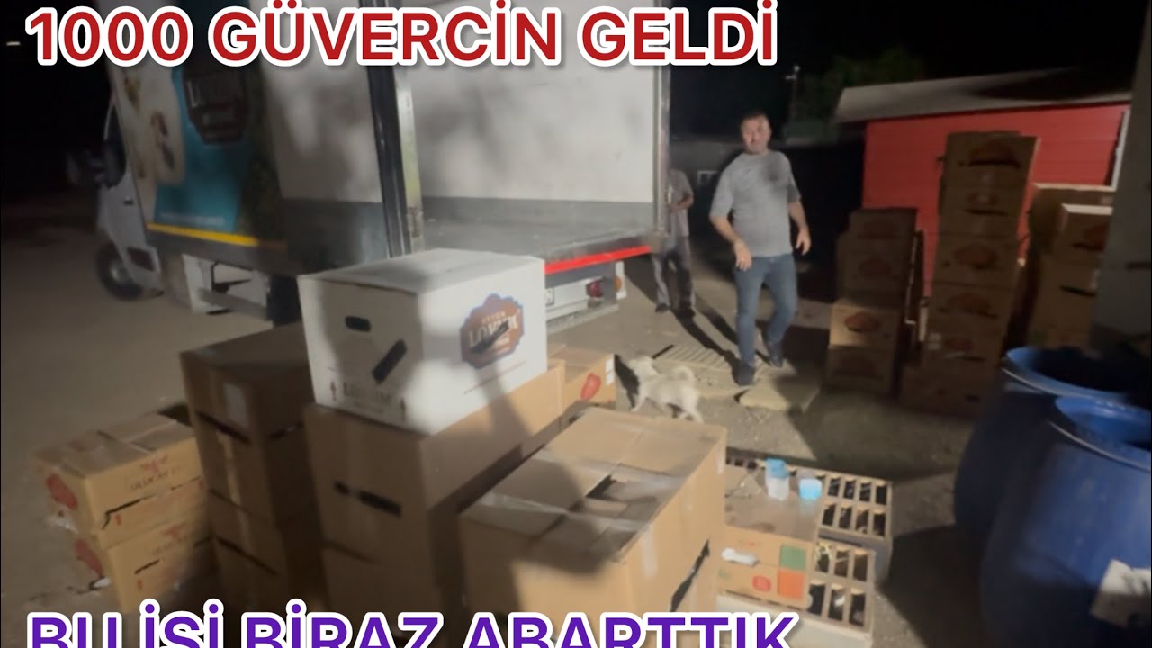 BU Bİ REKOR OLMALI TAM BİR KAMYON GÜVERCİN ALDIK VE BAKIN NELER VAR NELER 