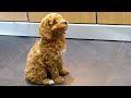 Cockapoo puppy training - 'Dill' lesson 1 Cockapoo puppy training - 'Dill' lesson 1
