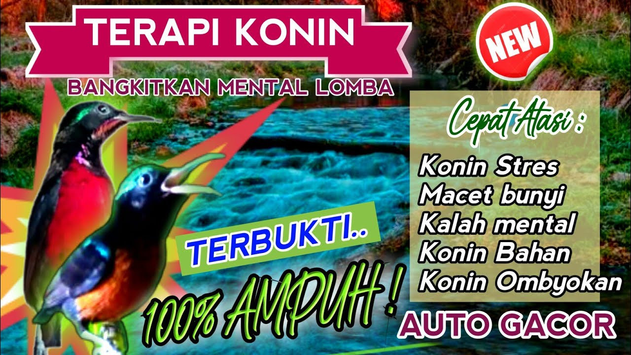 Terapi KOLIBRI NINJA GACOR AMPUH bikin NGOTOT Konin ANDA Spontan Langsung Nyaut