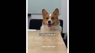 Corgi in a meeting he knows nothing about