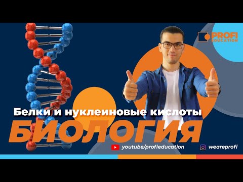 БИОЛОГИЯ. БЕЛКИ. Нуклеиновые кислоты.