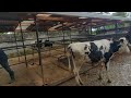 Cost of constructing a modernised cow shed🐄