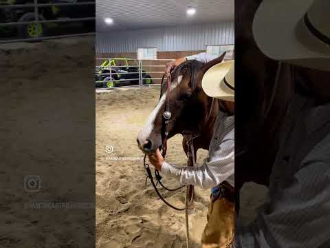 Horse Horsemanship Cowboy Horseriding Caballos Horselessons Horsetraining Horses Horsetips 